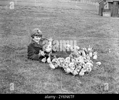 Canards et canetons sur la ferme volaille de Miss Harrison Bell à Welwyn, Herts. 29 avril 1924 Banque D'Images