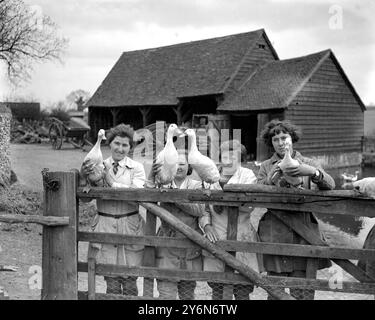 Quelques élèves de Mlle Harrison Bell avec leurs canards à sa ferme avicole à Welwyn. Banque D'Images