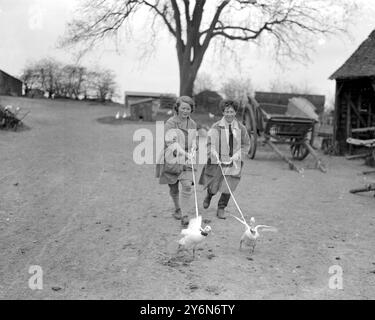 Quelques élèves de Mlle Harrison Bell avec leurs canards à sa ferme avicole à Welwyn. 29 avril 1924 Banque D'Images