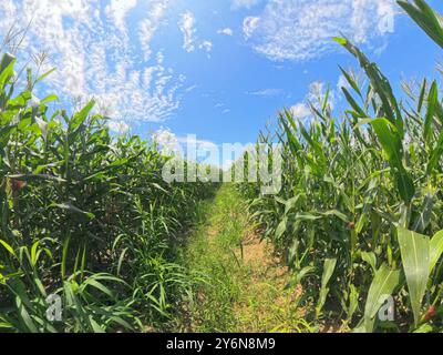 Plantation de champs de maïs grandissant. Jeune maïs vert sur le champ agricole. Banque D'Images