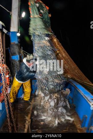 Robert Ball (59 ans) déchargeant du poisson pêché dans la Manche, à environ cinq miles du port de Rye, East Sussex Banque D'Images