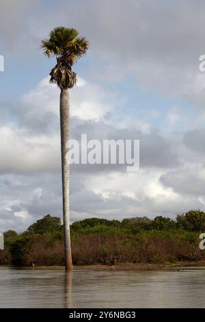 Un palmier solitaire se dresse haut sur fond de verdure luxuriante et un ciel nuageux, capturant l'essence de la tranquillité et de la beauté de la nature dans un p Banque D'Images