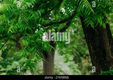 Azadirachta indica. Neem tree feuilles vertes oblongues sur les branches. Arbres à plantes Ayurveda azadirachta. Wonder Tree of India utilisé à des fins médicinales Banque D'Images