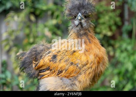 Gros plans de poulets colorés en soie. Jeunes soies mangeant et courant partout. Soies moelleuses colorées. Poulets élevés en plein air dans la cour. Volaille domestique. Banque D'Images