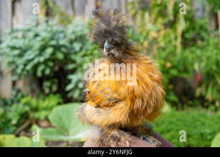 Gros plans de poulets colorés en soie. Jeunes soies mangeant et courant partout. Soies moelleuses colorées. Poulets élevés en plein air dans la cour. Volaille domestique. Banque D'Images