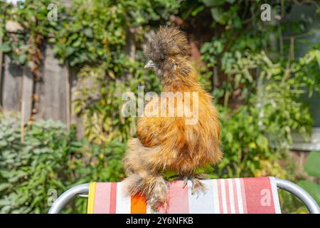 Gros plans de poulets colorés en soie. Jeunes soies mangeant et courant partout. Soies moelleuses colorées. Poulets élevés en plein air dans la cour. Volaille domestique. Banque D'Images