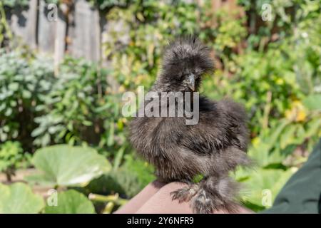 Gros plans de poulets colorés en soie. Jeunes soies mangeant et courant partout. Soies moelleuses colorées. Poulets élevés en plein air dans la cour. Volaille domestique. Banque D'Images