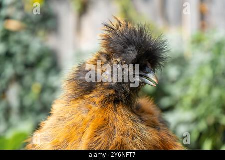 Gros plans de poulets colorés en soie. Jeunes soies mangeant et courant partout. Soies moelleuses colorées. Poulets élevés en plein air dans la cour. Volaille domestique. Banque D'Images