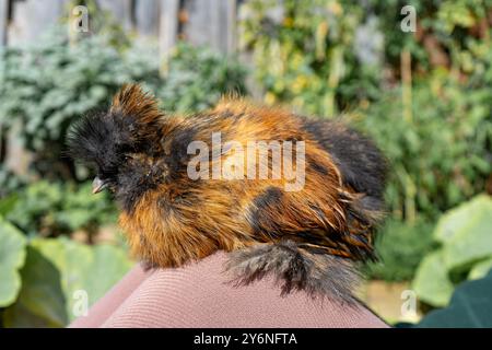 Gros plans de poulets colorés en soie. Jeunes soies mangeant et courant partout. Soies moelleuses colorées. Poulets élevés en plein air dans la cour. Volaille domestique. Banque D'Images