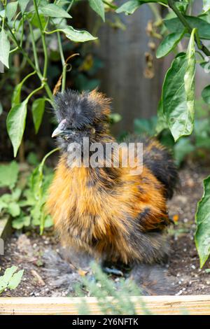 Gros plans de poulets colorés en soie. Jeunes soies mangeant et courant partout. Soies moelleuses colorées. Poulets élevés en plein air dans la cour. Volaille domestique. Banque D'Images