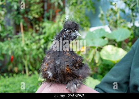 Gros plans de poulets colorés en soie. Jeunes soies mangeant et courant partout. Soies moelleuses colorées. Poulets élevés en plein air dans la cour. Volaille domestique. Banque D'Images