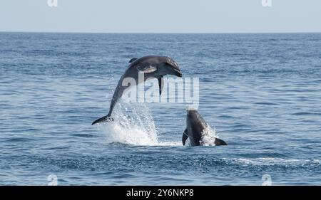 Août 2024 dauphins à bec bas sautant hors de l'eau dans la mer d'Alboran en Méditerranée près de Nerja, Espagne Banque D'Images