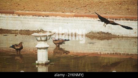 Beaucoup d'oiseaux cerfs-volants noirs - Milvus migrans - oiseau assis près de la piscine d'eau et de l'eau potable. New Delhi, Delhi, Inde. Colombes sur le tombeau de Humayun Banque D'Images