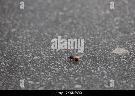 Insecte Tanajura salvador, bahia, brésil - 19 février 2024 : L'insecte Tanajura est vu sur une voie d'autoroute dans la ville de Salvador.. SALVADOR BAHIA BRÉSIL Copyright : xJoaxSouzax 190224JOA4315348 Banque D'Images