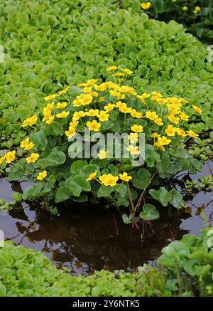 Marigold de Marsh ou Kingcup, Caltha palustris, Ranunculaceae. Islande. Banque D'Images