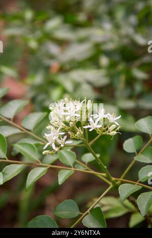 grappe de fleurs de plante de feuille de curry en arrière-plan de jardin, fleur minuscule blanche à la pointe de la branche, arrière-plan soft focus avec espace de copie Banque D'Images