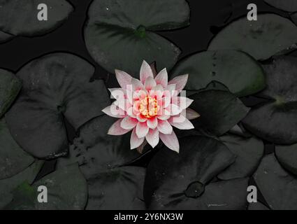 Un beau nénuphar rose avec un centre jaune flottant parmi des nénuphars vert foncé dans un étang. Banque D'Images