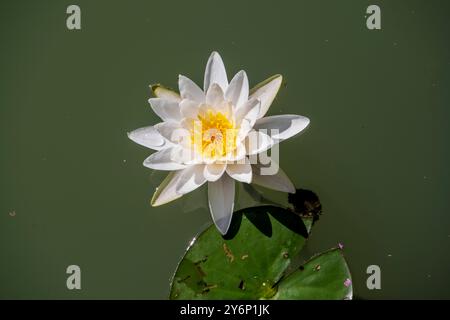 Nénuphar blanc ou nenuphar blanc (nymphaea alba) Banque D'Images