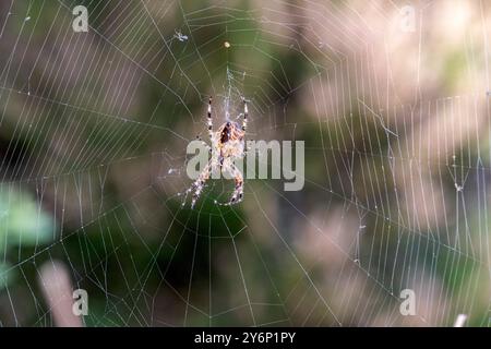 Araignée de jardin européenne (araneus diadematus) sur sa toile Banque D'Images