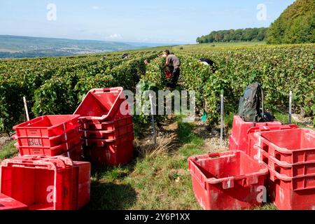 Châtillon-sur-Marne (Nord de la France) : vendanges dans un vignoble champenois. Ouvriers saisonniers récoltant les raisins dans les rangs de vignes Banque D'Images