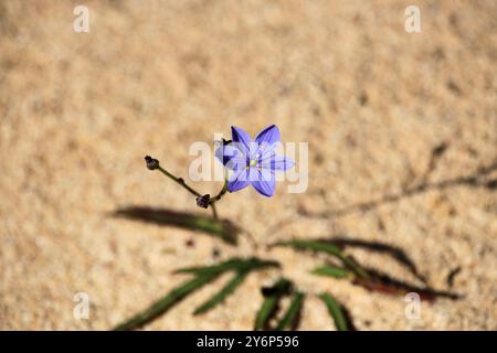 Fleurs et bourgeons Blue Stars (Chamaescilla corymbosa), Australie méridionale Banque D'Images