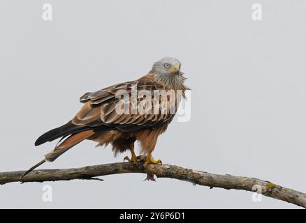 Cerf-volant rouge assis sur la branche isolé Banque D'Images