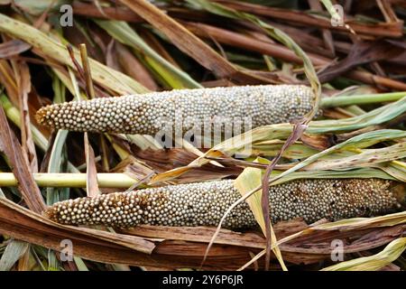 Ajmer, Inde. 25 septembre 2024. Fermier indien Vérifiez avant la récolte une récolte de millet à doigts dans un champ à la périphérie d'Ajmer, en Inde, le 25 septembre 2024. Photo par ABACAPRESS. COM Credit : Abaca Press/Alamy Live News Banque D'Images