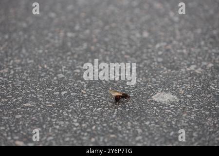 salvador, bahia, brésil - 19 février 2024 : L'insecte Tanajura est vu sur une voie d'autoroute dans la ville de Salvador.. Banque D'Images