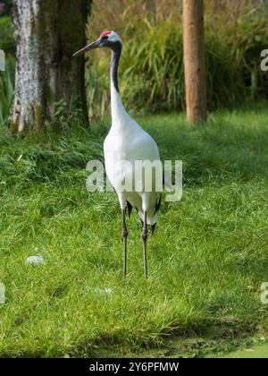 Grue adulte à couronne rouge ou japonaise élevée en captivité, Grus japonensis, au Llanelli Wetland Centre, pays de Galles, Royaume-Uni Banque D'Images