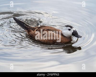 Canard mâle à tête blanche, Oxyura leucocephalia, au Llanelli Wetland Centre, pays de Galles, Royaume-Uni Banque D'Images