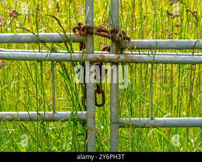 Chaîne en métal et cadenas sécurisant une porte sur une ferme avec champ en arrière-plan. Banque D'Images