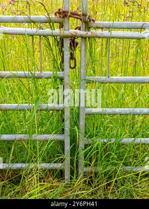 Chaîne en métal et cadenas sécurisant une porte sur une ferme avec champ en arrière-plan. Banque D'Images