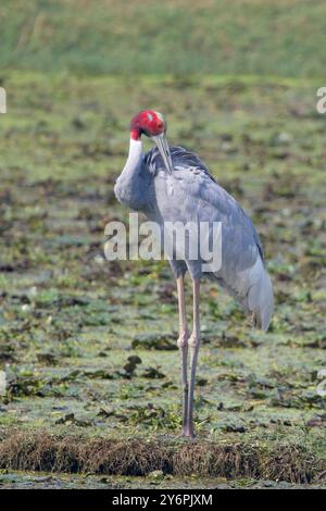 Grue de Sarus (Antigone antigone), adulte qui se prépare debout dans un champ, Dehli, Inde. Banque D'Images