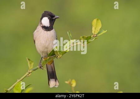 Bulbul à oreilles blanches, (Pycnonotus leucotis), perché sur une brindille, Bharatpur, Dehli, Inde. Banque D'Images