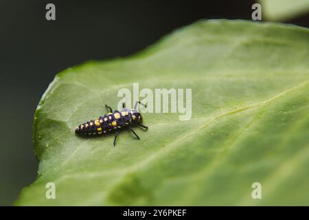 Un petit insecte noir et jaune est sur une feuille. L'insecte est sur une feuille qui est de couleur verte Banque D'Images