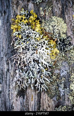 Belle croissance de lichens sur vieux bois : le feuillage Vulpicida pinastri (jaune), lichen à capuche de moine (Hypnogymnia physodes) au premier plan et deux Banque D'Images