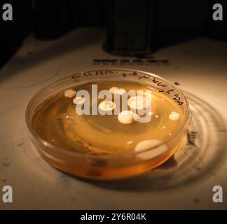 Gros plan d'une boîte de Pétri avec des colonies bactériennes ou fongiques poussant sur gélose en laboratoire. Banque D'Images