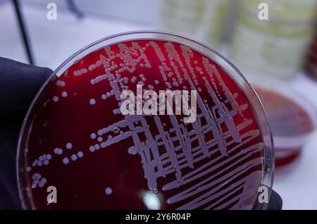 Gros plan de colonies bactériennes poussant sur une plaque de gélose rouge en laboratoire. Banque D'Images