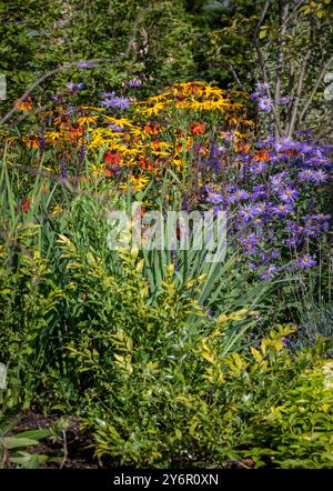 Une bordure herbacée dans le soleil d'automne avec Rudbeckia jaune, héliums orange et rouge et asters violet pâle en fleurs, dans un jardin britannique Banque D'Images