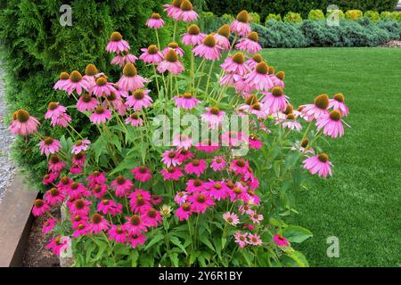 Un amas de coneflowers violets (Echinacea) poussant dans un jardin de la côte Pacifique. Banque D'Images