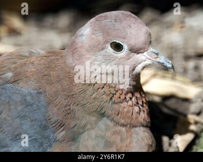 Colombe riante, colombe palmière, colombe du Sénégal, Palmtaube, Tourterelle maillée, Spilopelia senegalensis, pálmagerle Banque D'Images