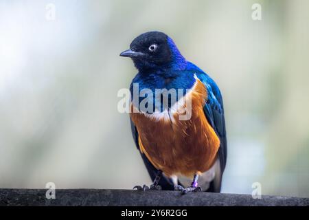 Gros plan d'un superbe Starling perché sur une branche Banque D'Images