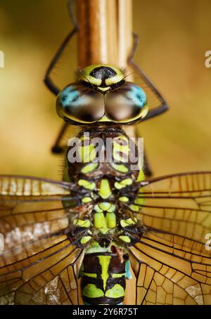 Macro détail de la tête et des yeux de Compund d'Une libellule de Hawker du Sud masculin, Aeshna cyanea, au repos, RSPB Arne, Dorset, ROYAUME-UNI Banque D'Images