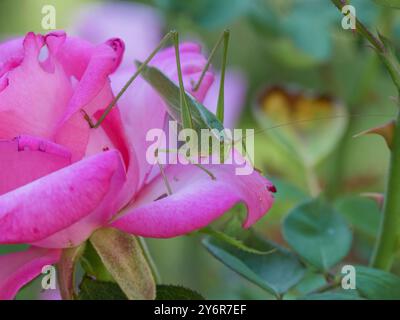 Sauterelle (Scudderia Furcata) assise sur une rose Banque D'Images