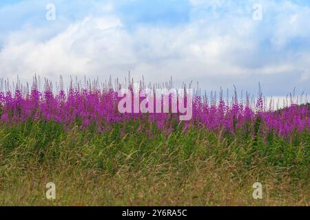 Une lignée de Rosebay Willowherb rose vif (Chamaenerion angustifolium) également appelée Fireweed Banque D'Images