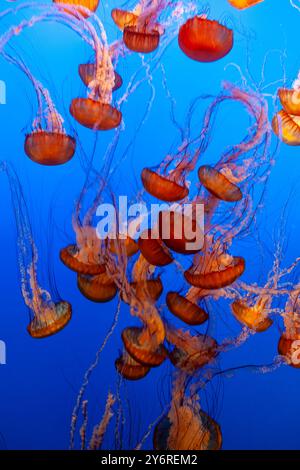 Groupe de méduses d'ortie de la mer du Pacifique, Chrysaora fuscescens, nageant dans un groupe à la baie de Monterey, Aquarium, Californie, États-Unis Banque D'Images