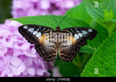 Papillons Clipper, Parthenos sylvia, sur une feuille, dans un centre de papillons sur la côte ouest de Terre-Neuve Banque D'Images