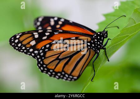 Monarque, papillon, Danaus plexippus, sur une feuille dans un centre de papillons à Terre-Neuve Banque D'Images