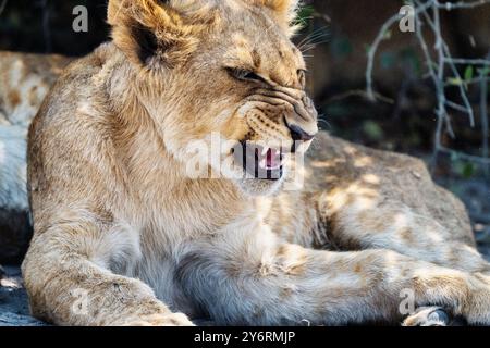 Un lion juvénile est capturé à mi-rugissement alors qu’il se repose dans une zone ombragée, soulignant son expression féroce et sa présence majestueuse dans son habitat naturel. Banque D'Images