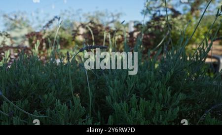 Lavandula angustifolia, également connu sous le nom de lavande anglaise, vu fleurir en plein air dans un jardin luxuriant dans les pouilles, en italie, avec une verdure vibrante sous un cercle Banque D'Images